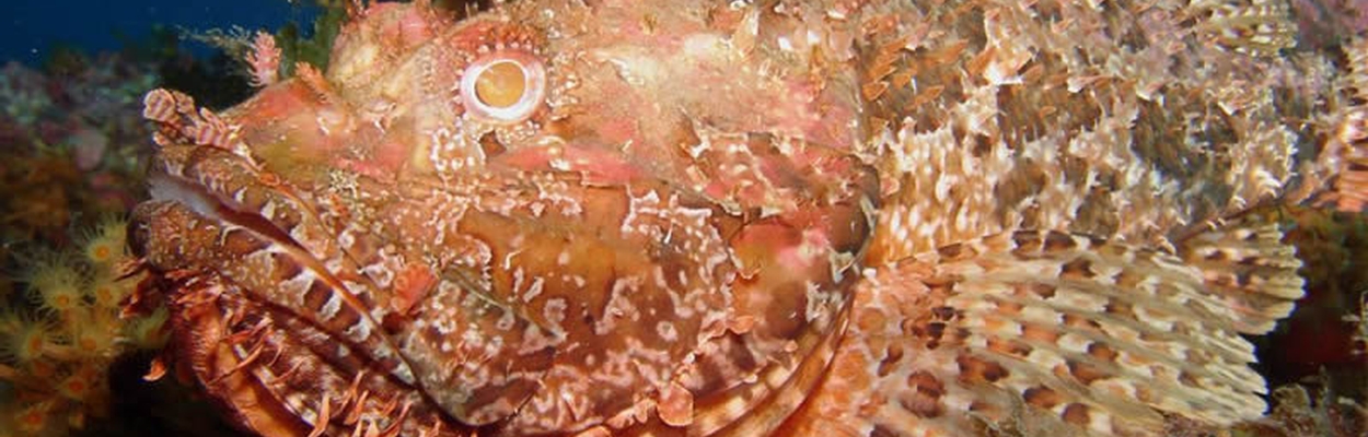 Mare Incognitum 09